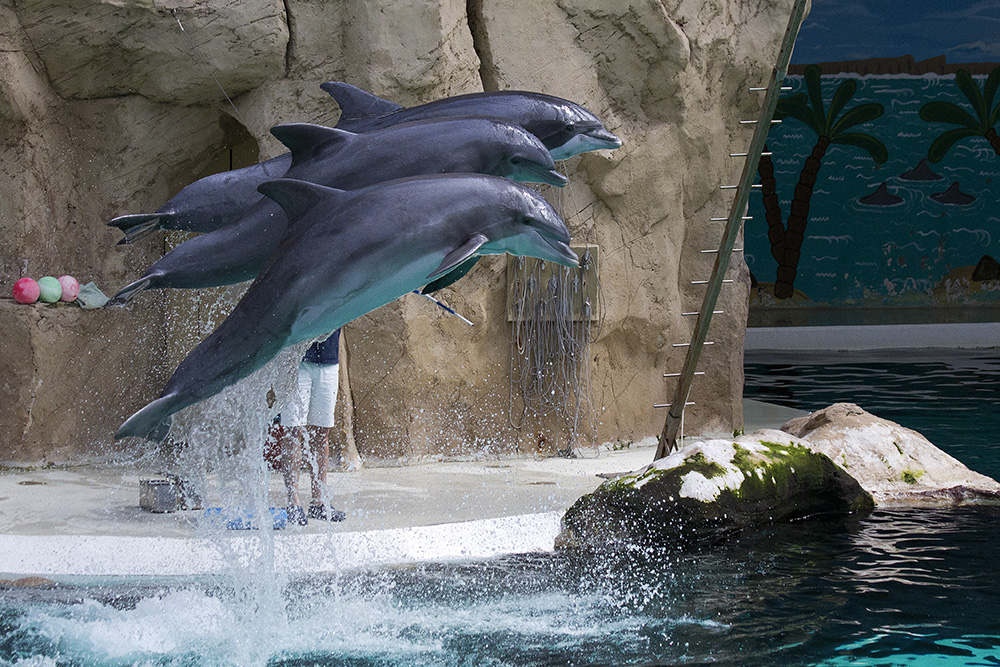 Delphinshow im Duisburger Zoo