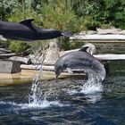 Delphinshow im Nürnberger Zoo