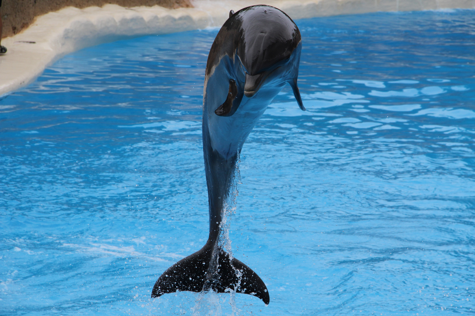 Delphinshow Loro Parque