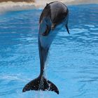 Delphinshow Loro Parque