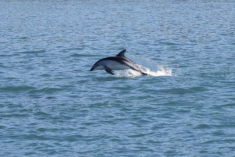 Delphinsprung in Neuseeland