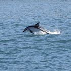 Delphinsprung in Neuseeland