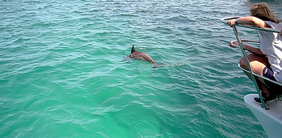 Delphintour bei Nelson Bay