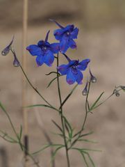 Delphinum grandiflorum