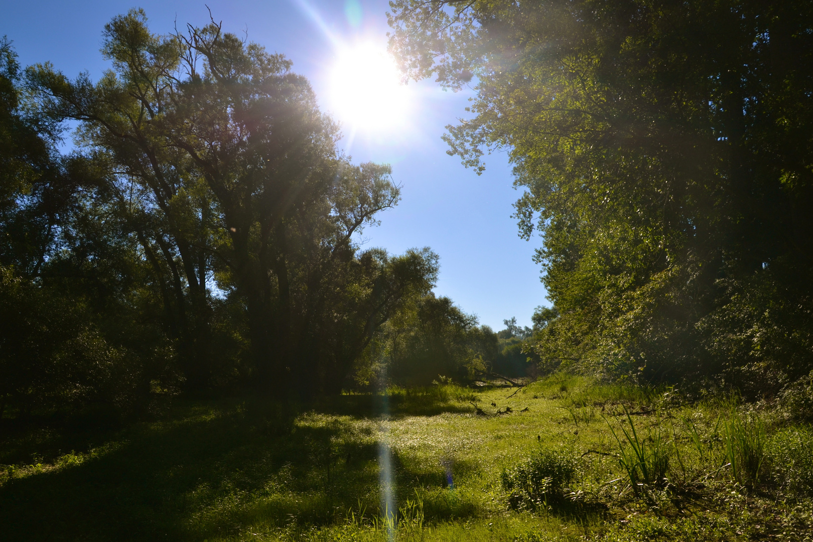 Delta de la Sauer