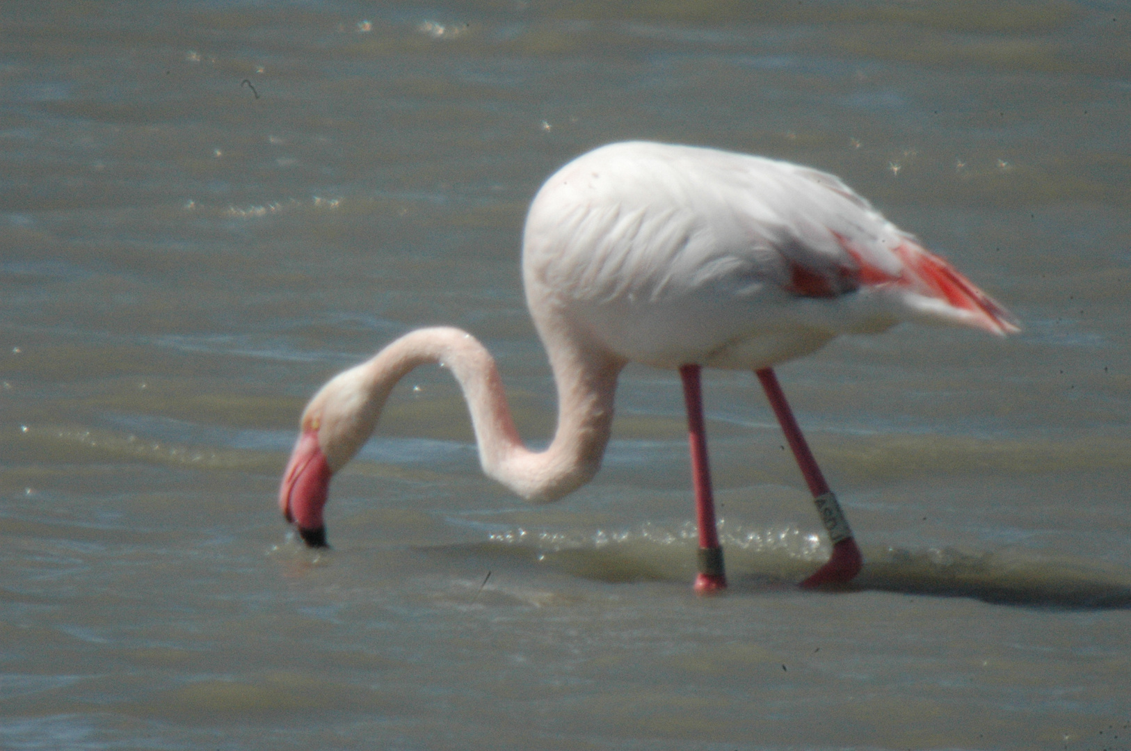 Delta de l'Ebre