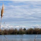 Delta de l'Ebre I