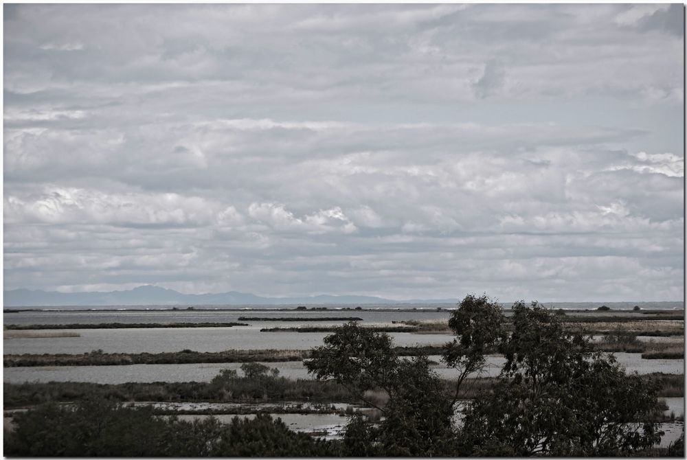 Delta de l'Ebre V