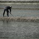 Delta de l'Ebre XII