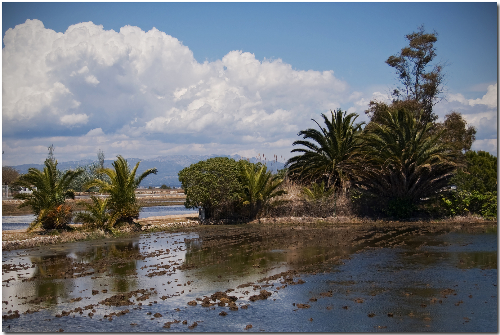 Delta de l'Ebre XIV