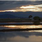 Delta de l'Ebre XV