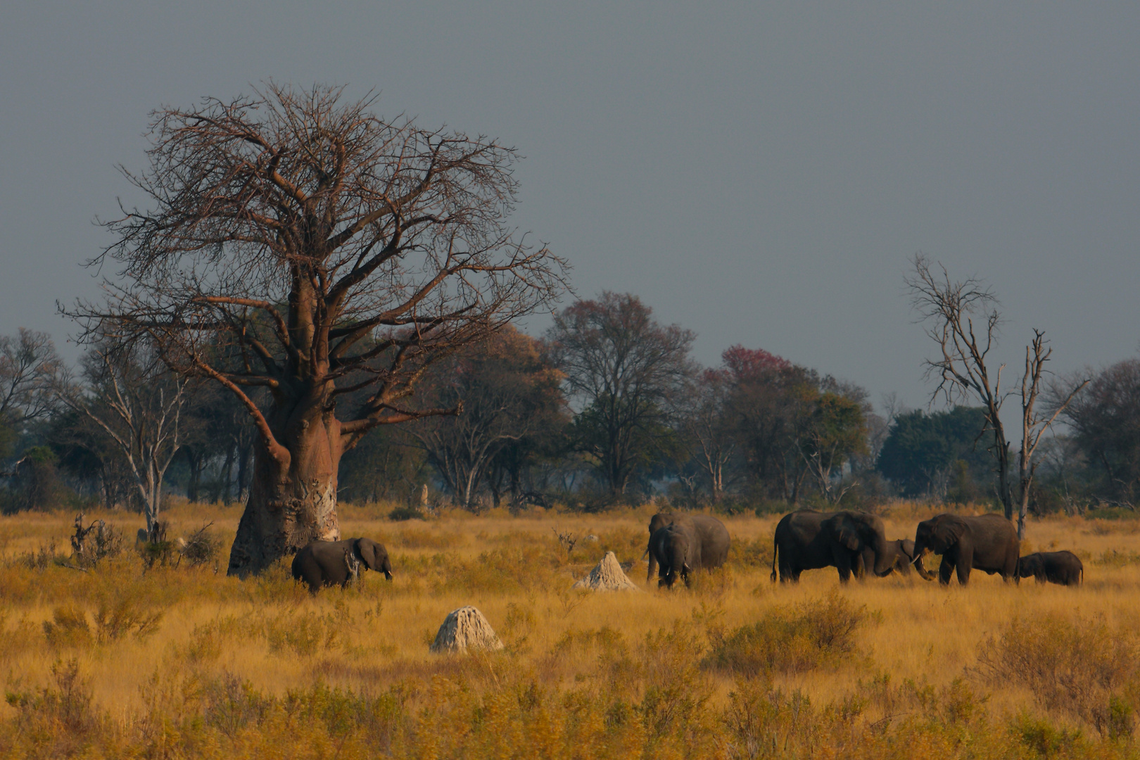 Delta de l'Okavango, Botswana