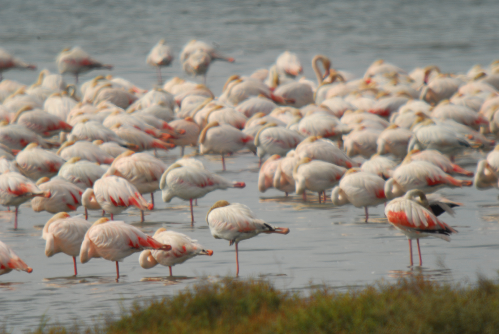 Delta del Ebro