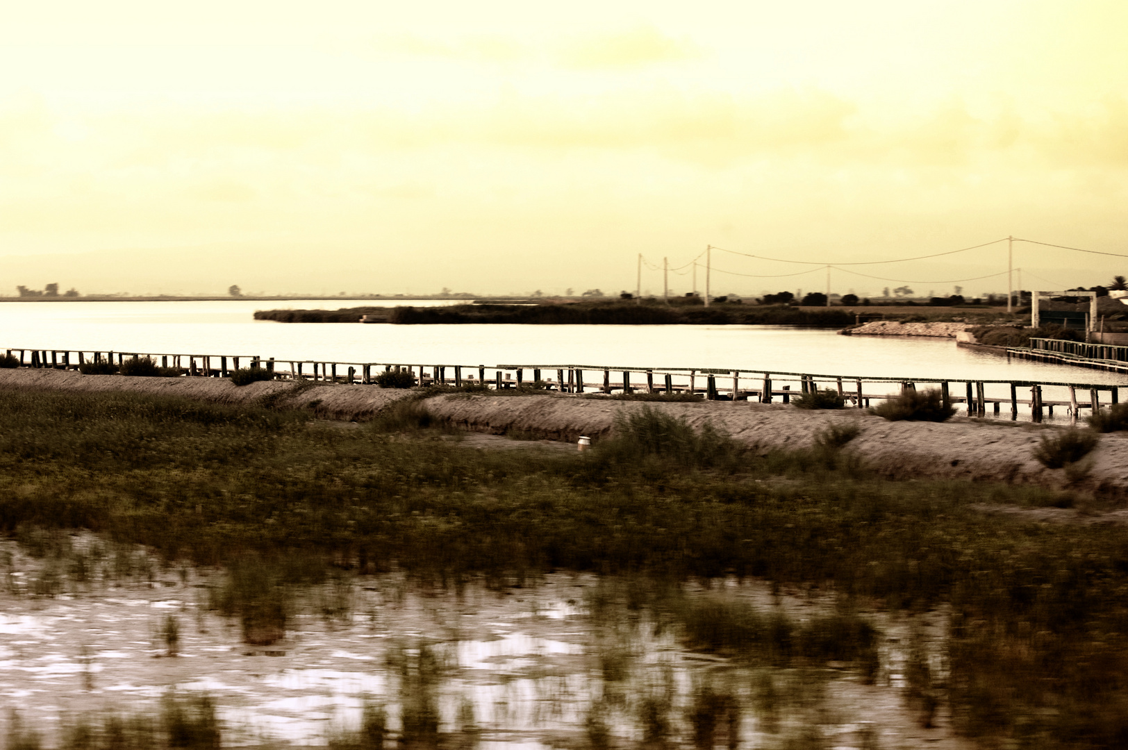 DELTA DEL EBRO. ARROZALES