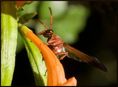 Delta dimidiatipenne-Faltenwespe