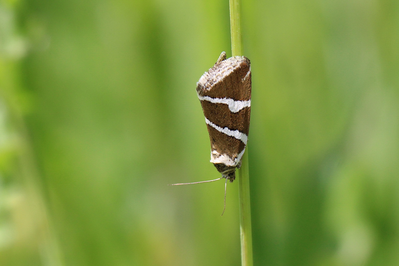 Deltote bankiana