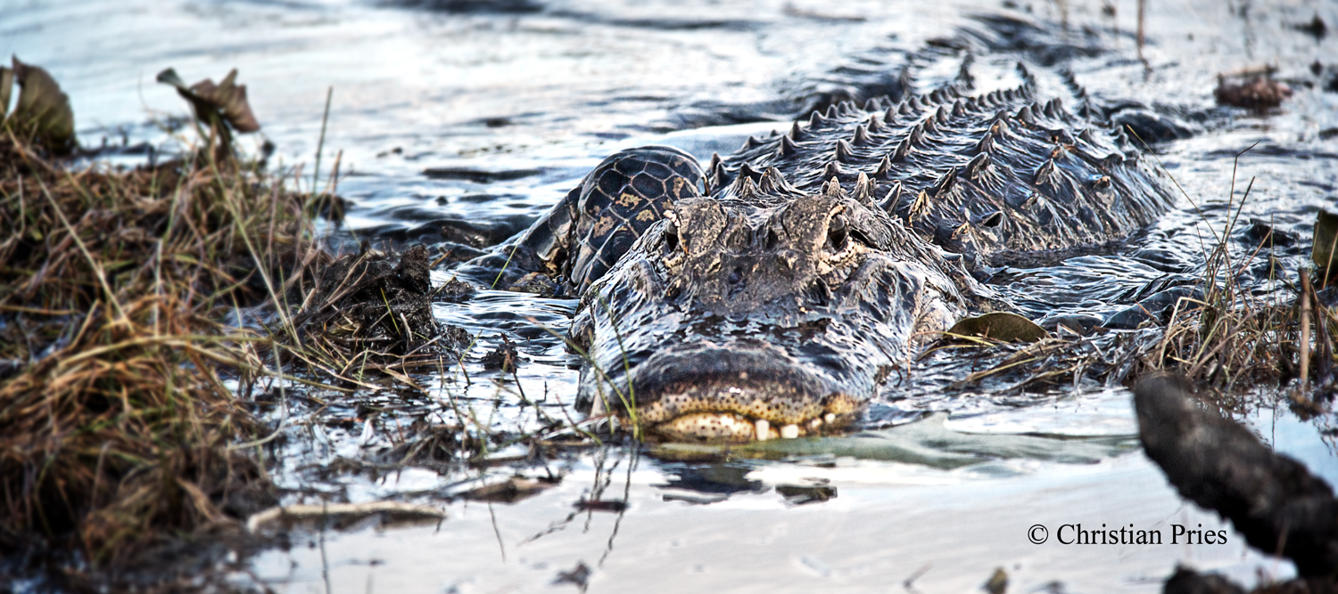 Dem Alligator auf der Spur