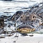 Dem Alligator auf der Spur
