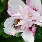dem Bienchen gefällt die Hibiskusblüte auch 