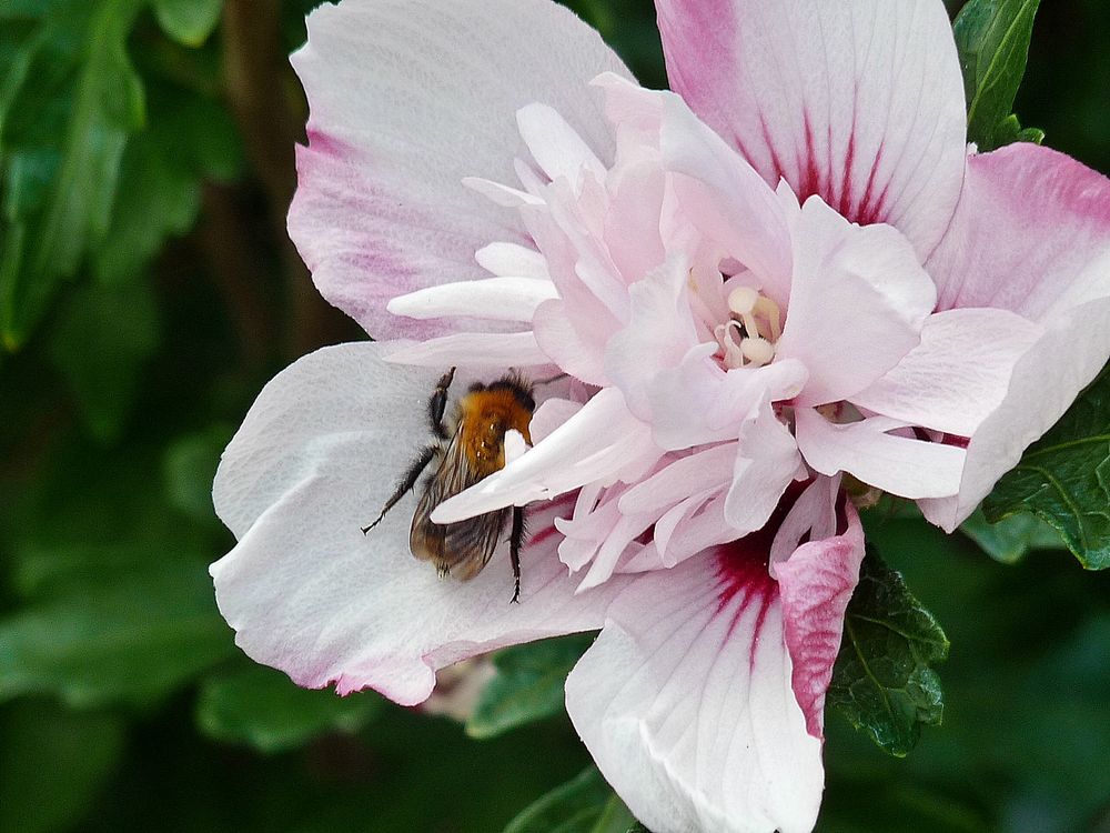 dem Bienchen gefällt die Hibiskusblüte auch 