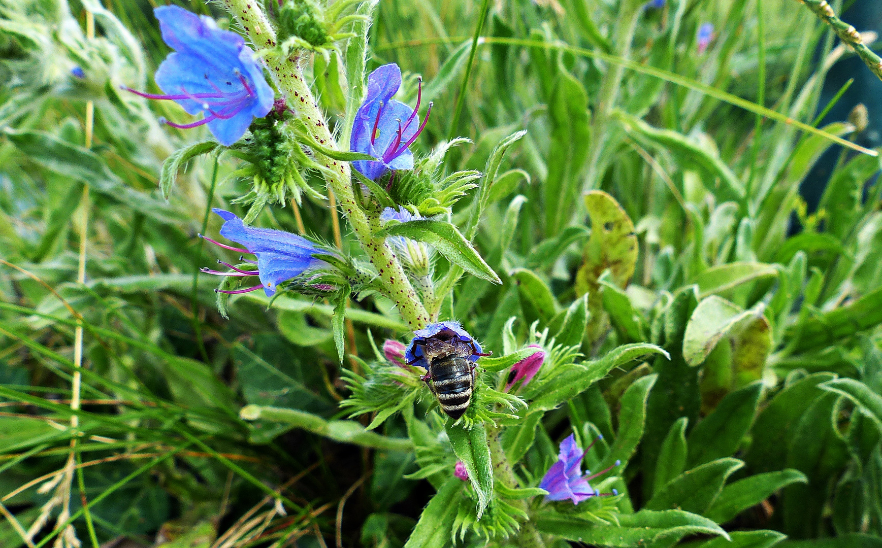 Dem Bienchen schmeckt es