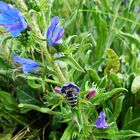 Dem Bienchen schmeckt es