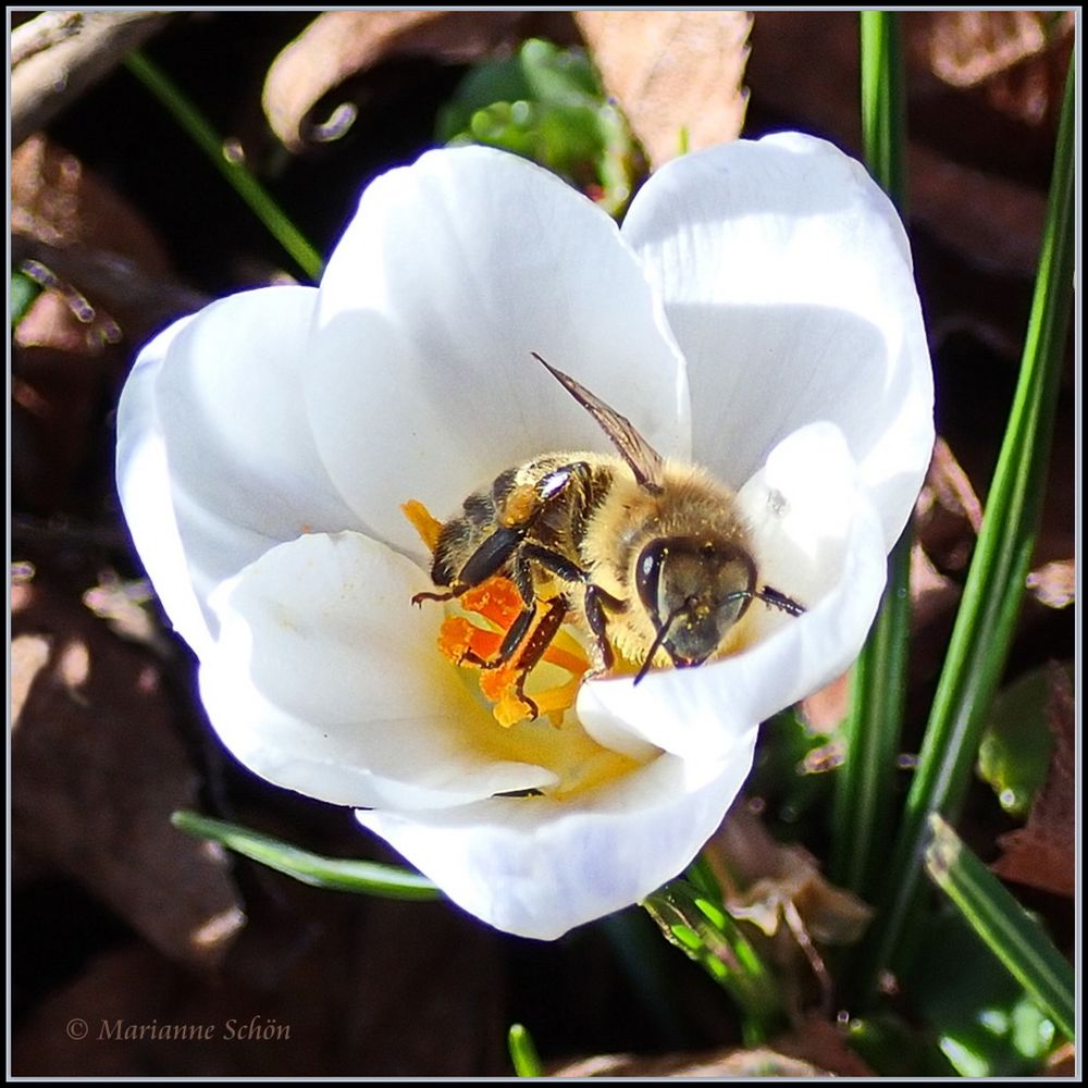 Dem Bienchen zur Freude...