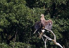 Dem Bundesadler..