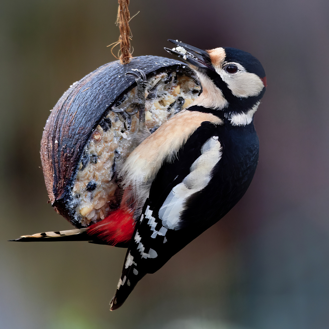 Dem Buntspecht schmeckt es