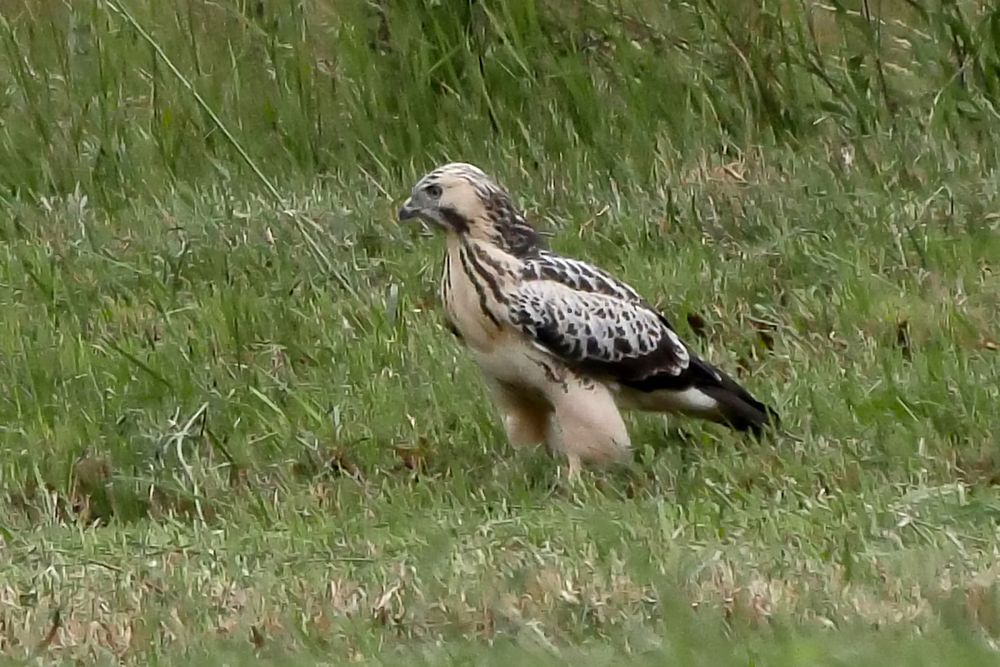 Dem Bussard-Jungvogel ...