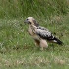 Dem Bussard-Jungvogel ...