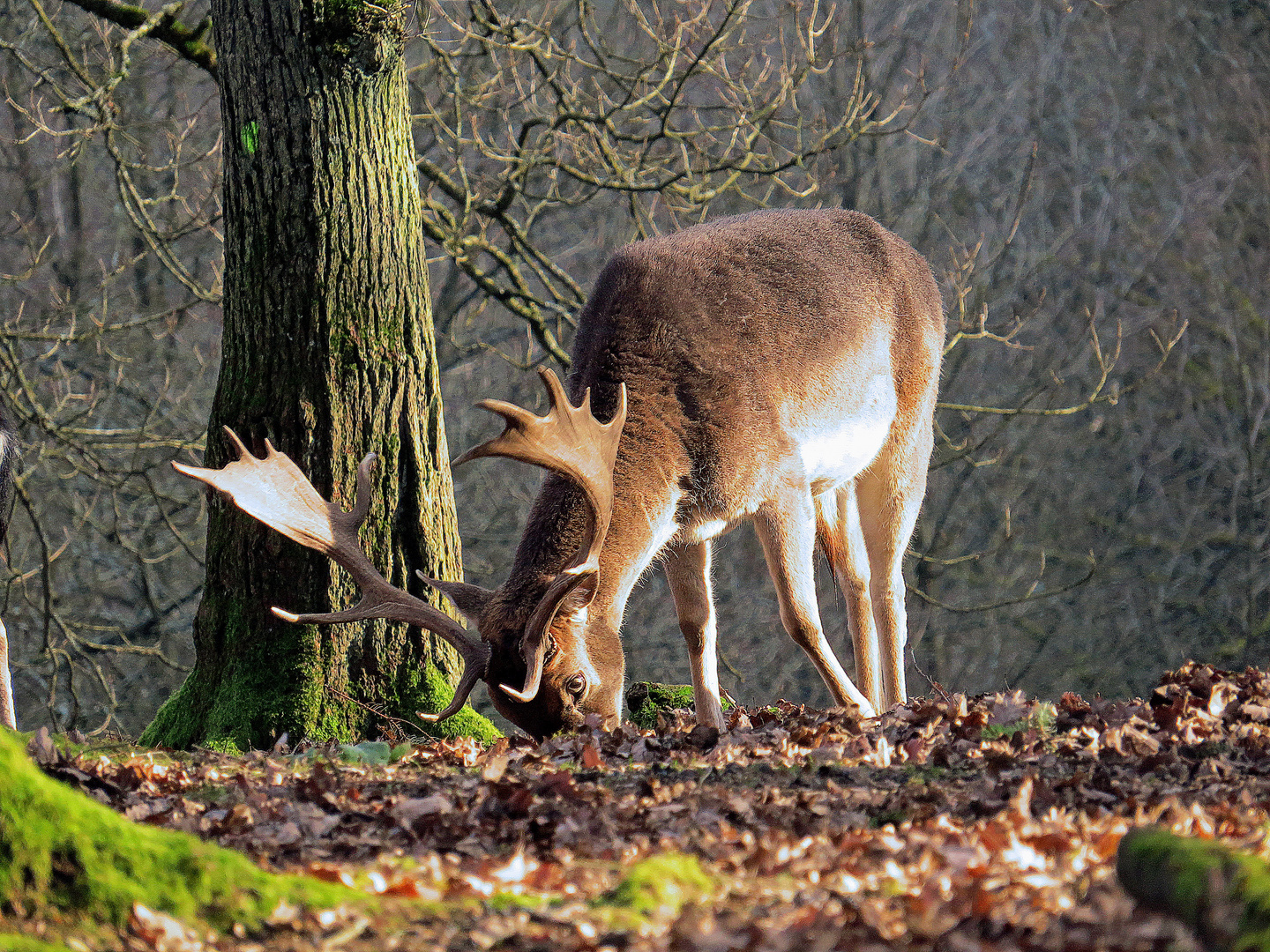 Dem Damschaufler schmecken die Eicheln