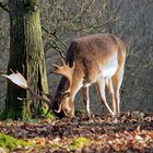 Dem Damschaufler schmecken die Eicheln