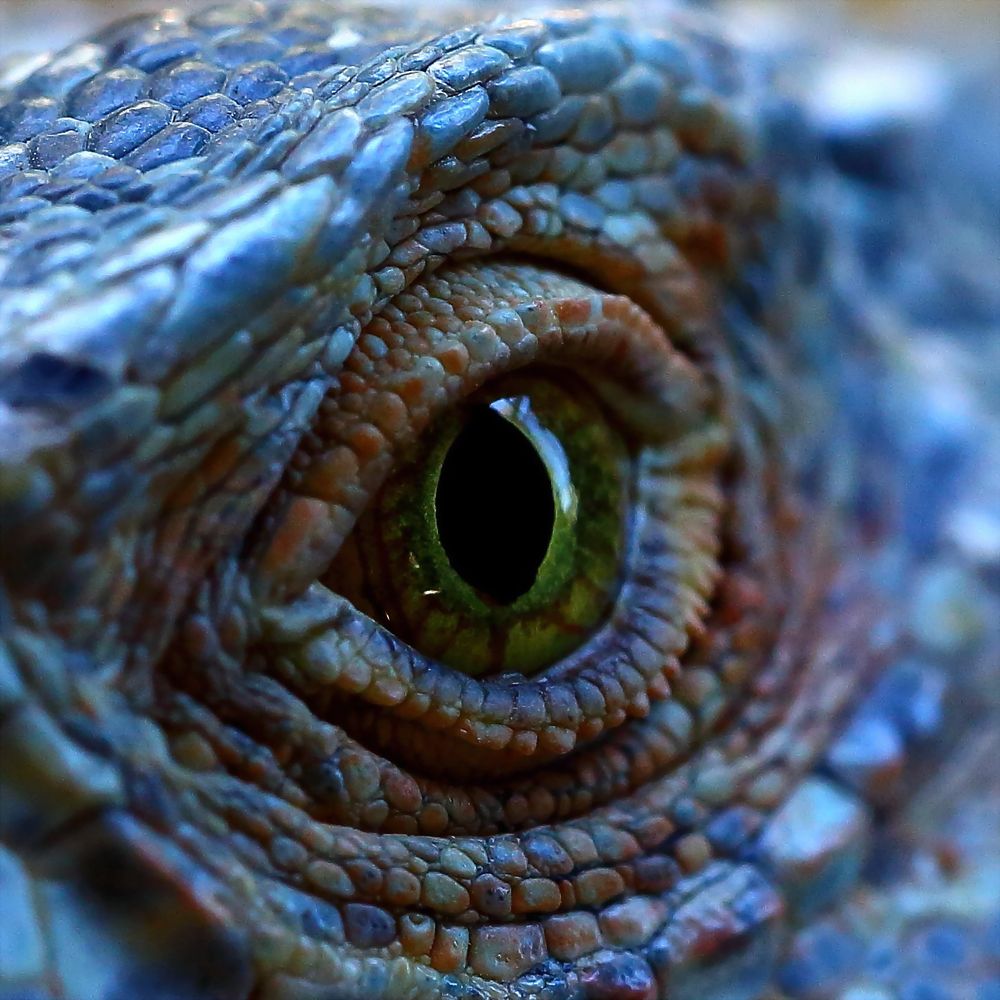 Drachen Auge Drachen Auge