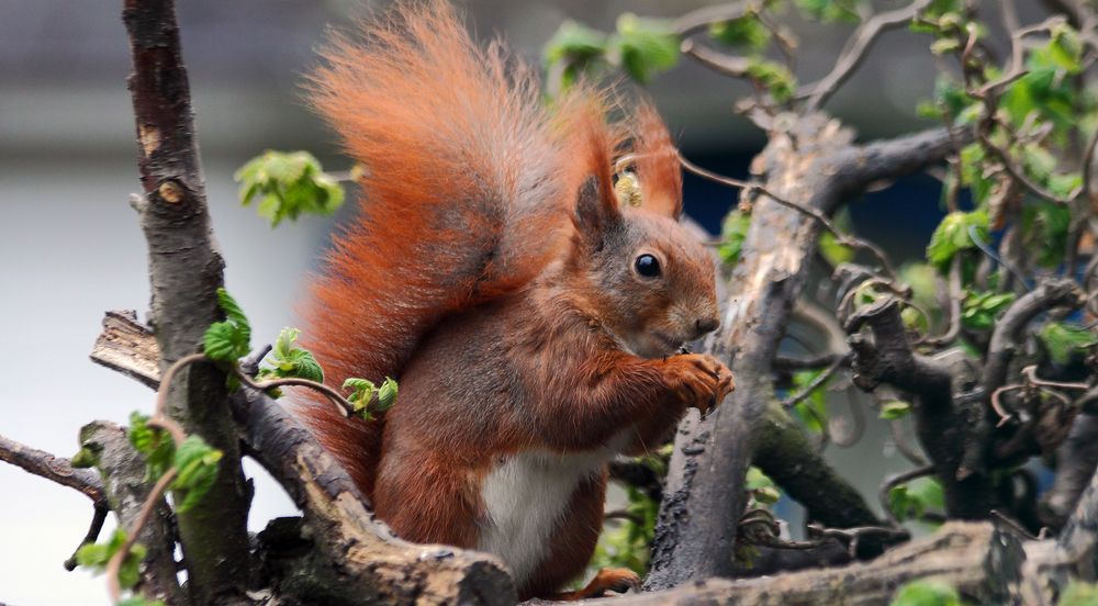 Dem Eichhörnchen ins Gesicht geschaut