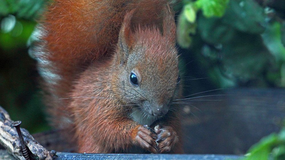 Dem Eichhörnchen vor zwei Tagen tief in die Augen geschaut...