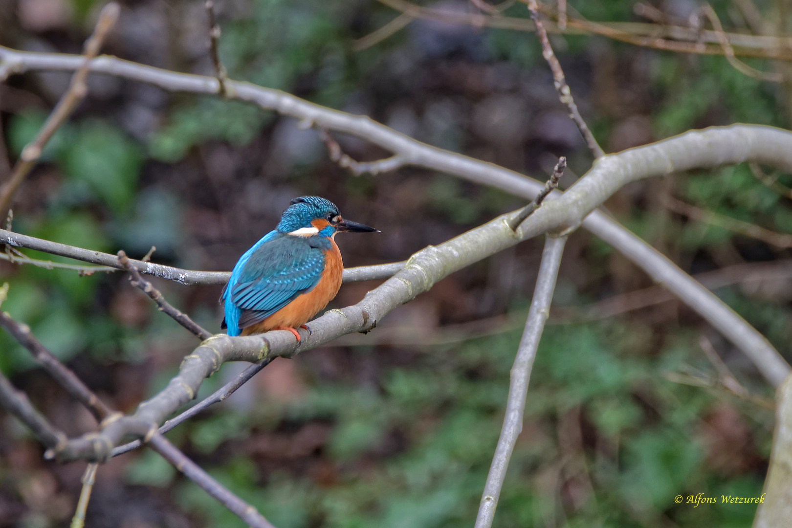 Dem Eisvogel stehen die Nackenfedern hoch