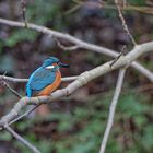 Dem Eisvogel stehen die Nackenfedern hoch