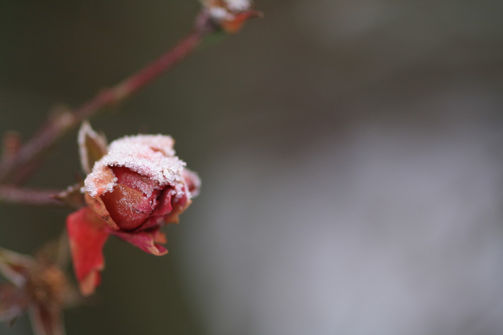 Dem ersten Schnee zum Trotz