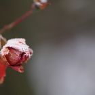 Dem ersten Schnee zum Trotz