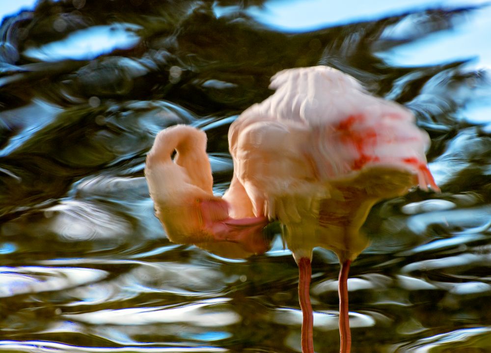 dem flamingo...