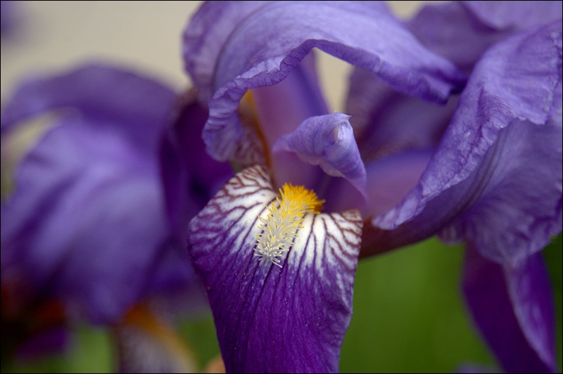 Dem Fröhlichen ist jedes Unkraut eine Blume...