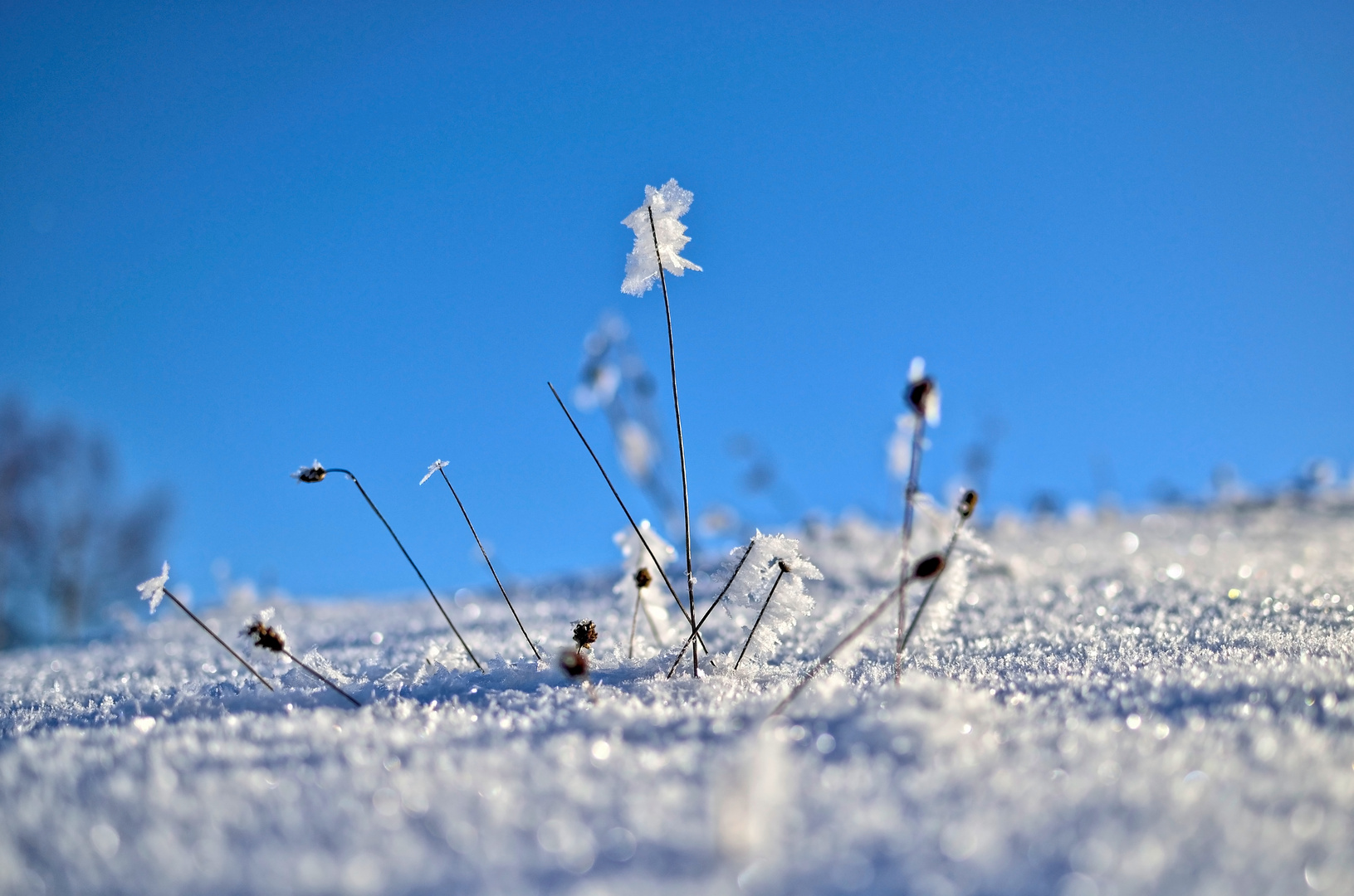 dem Frost zum Trotze