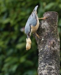 Dem frühen Vogel