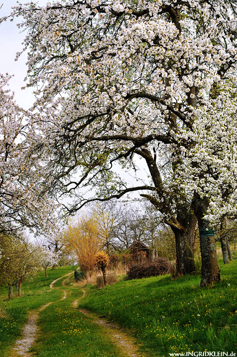 Dem Frühling ...