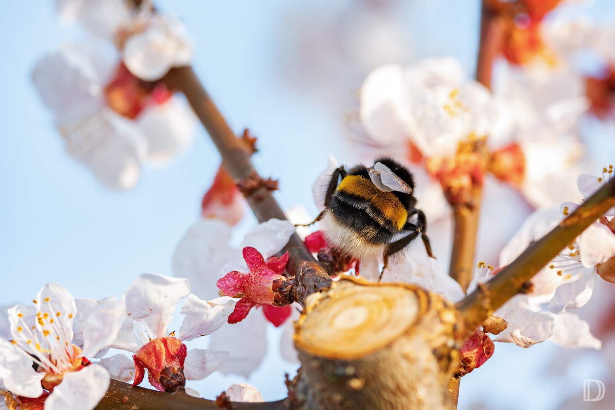 ... dem Frühling