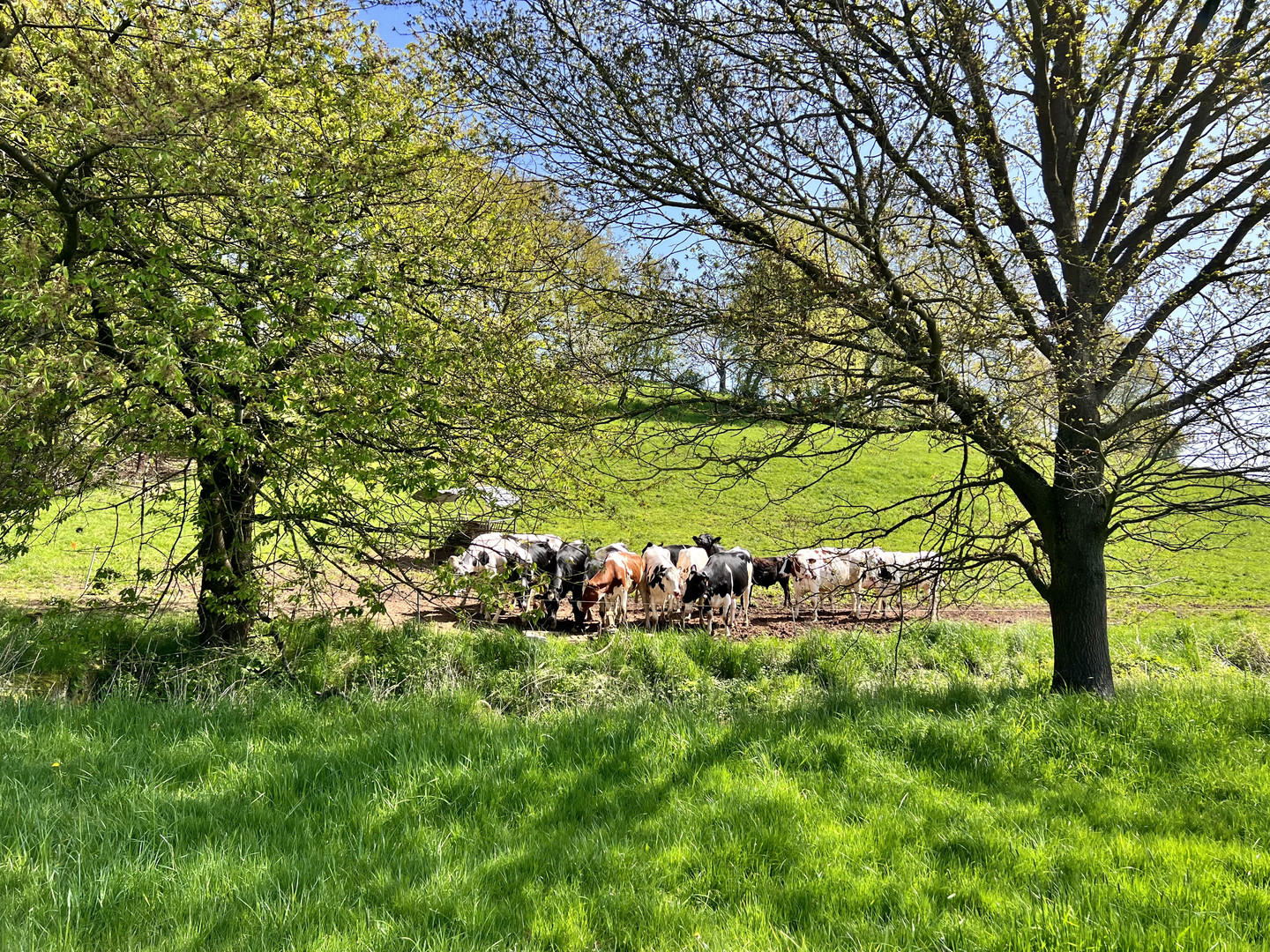 Dem Frühling auf dem Land  ins Gesicht gesehen...