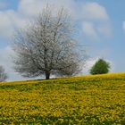 Dem Frühling auf der Spur