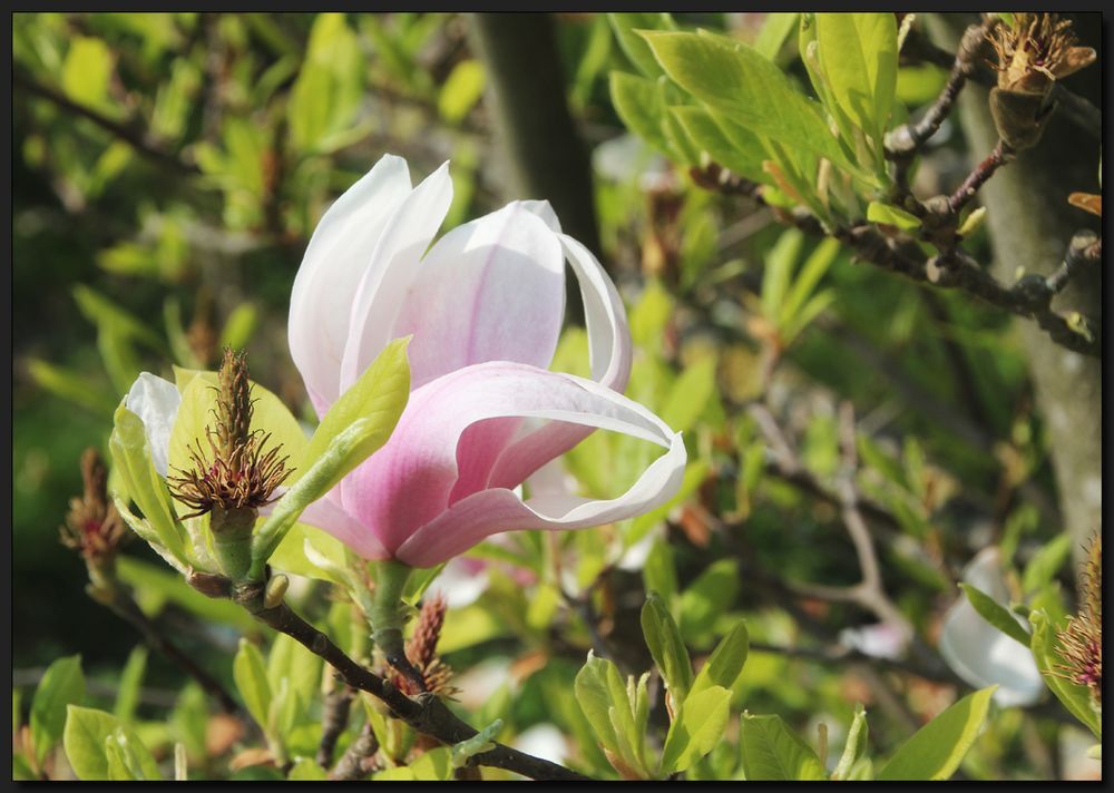 ...Dem Frühling auf der Spur...