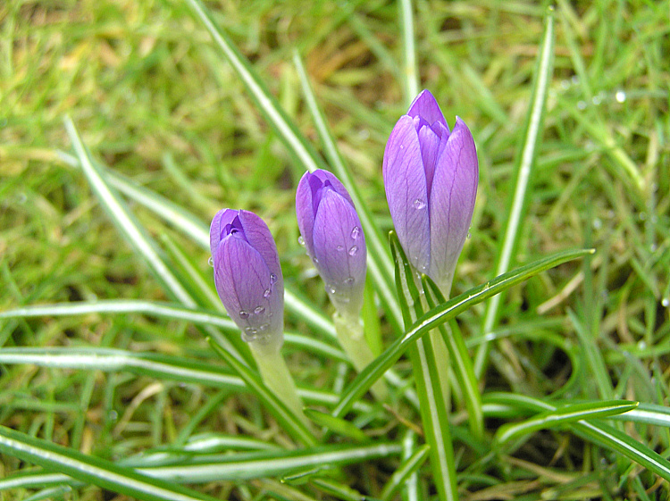 Dem Frühling auf der Spur!